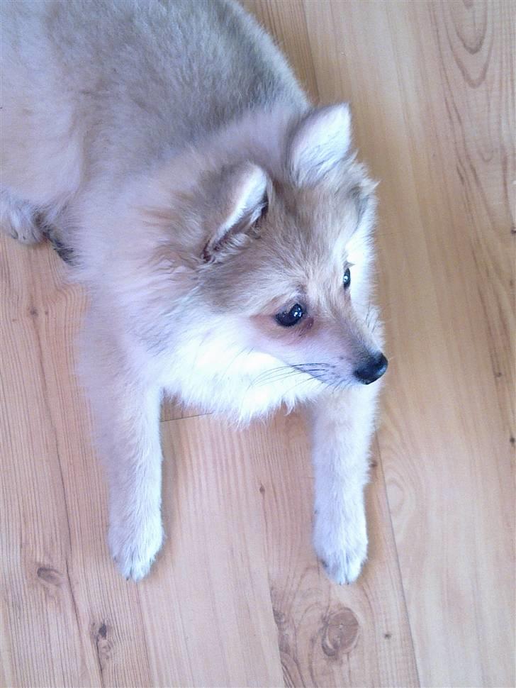 Pomeranian Malou  billede 9