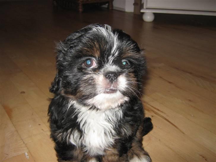 Blanding af racer Luna - Den nuttede billede 19