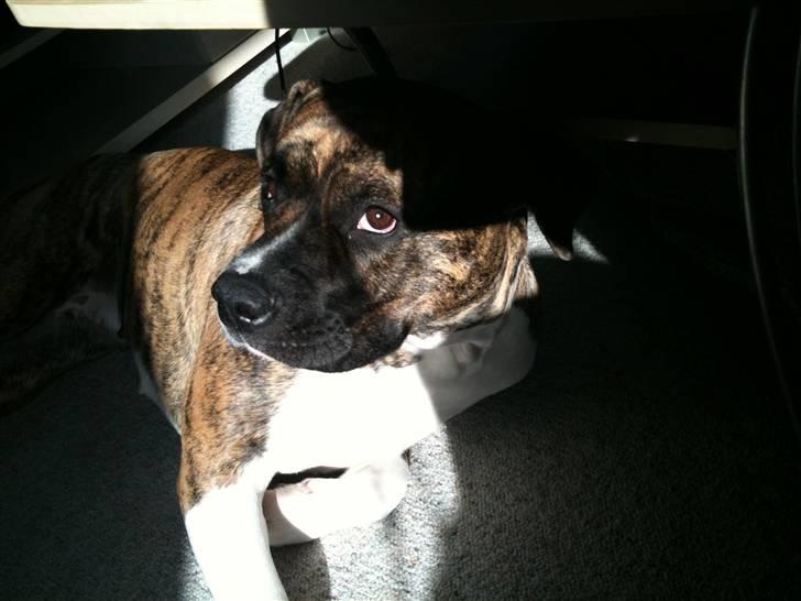 Amerikansk bulldog Freya billede 17