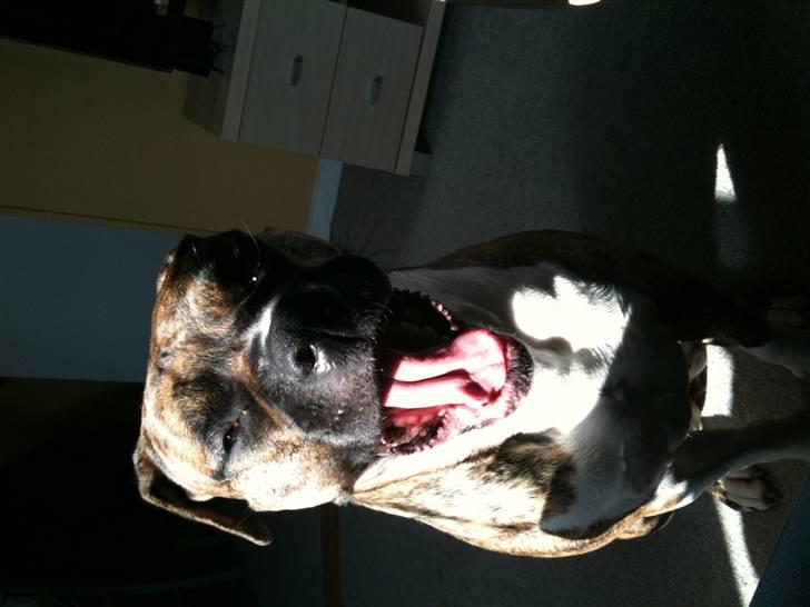 Amerikansk bulldog Freya billede 18