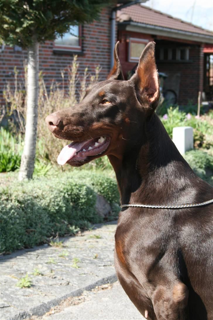 Dobermann Davida billede 1