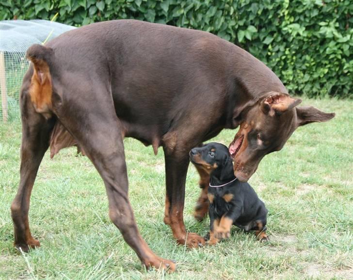 Dobermann Davida billede 2