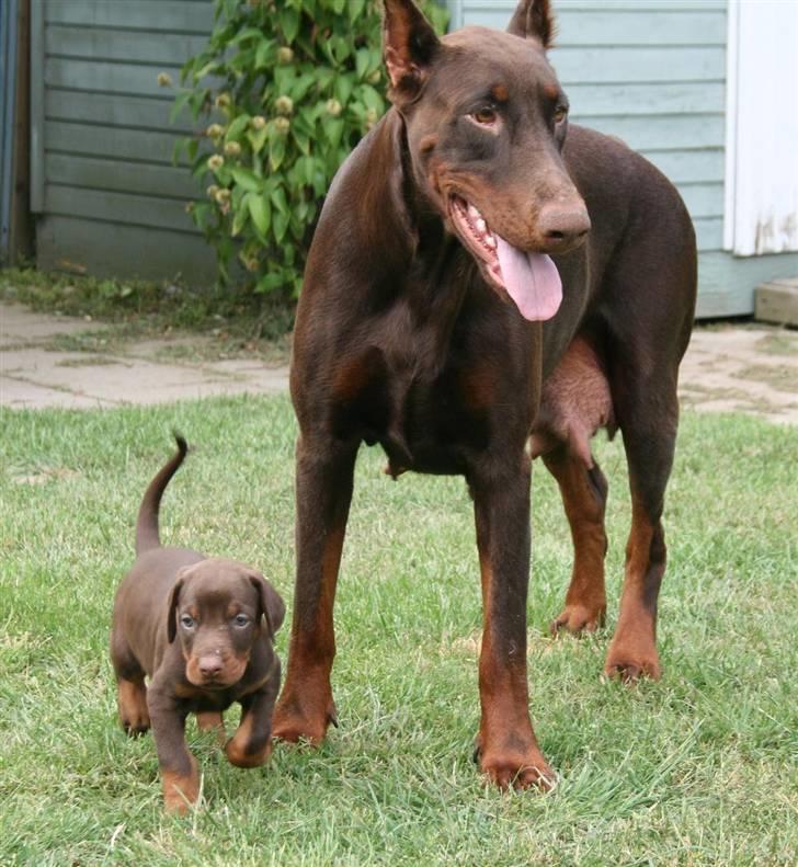 Dobermann Davida billede 3