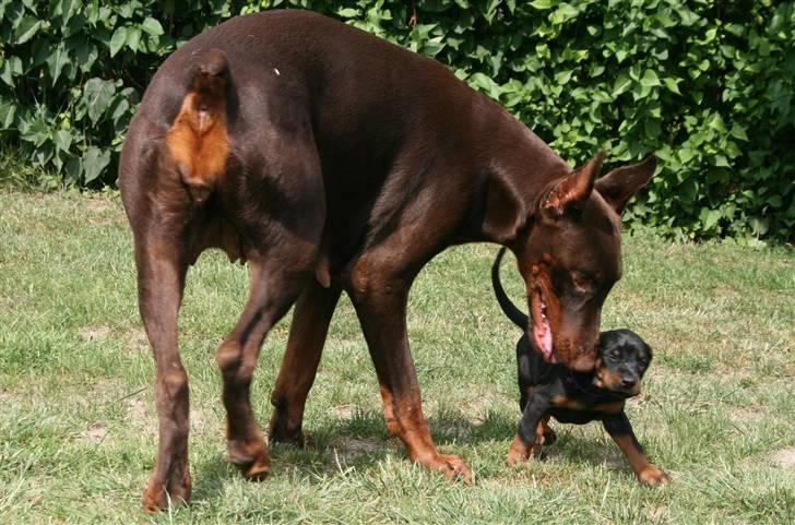 Dobermann Davida billede 4