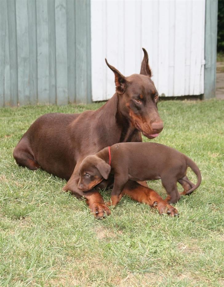 Dobermann Davida billede 5