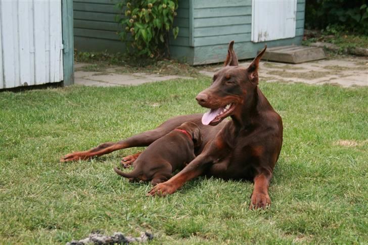 Dobermann Davida billede 6