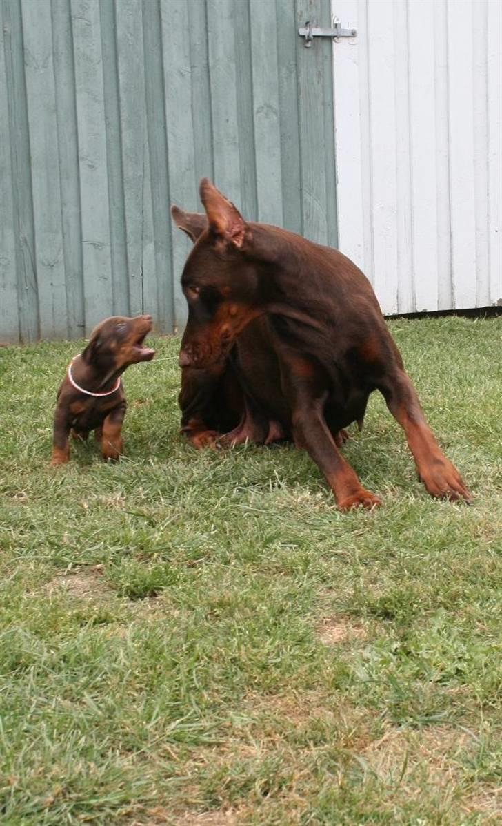 Dobermann Davida billede 7