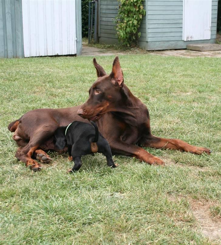 Dobermann Davida billede 8