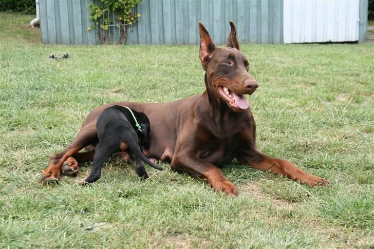 Dobermann Davida billede 9