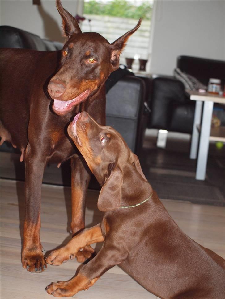 Dobermann Davida billede 10