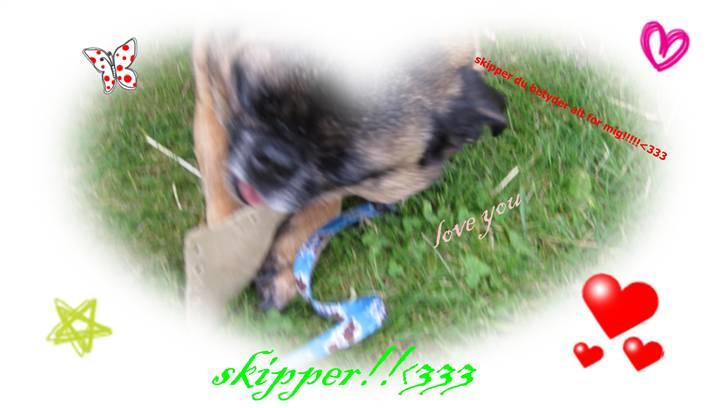 Griffon bleu de gascogne skipper<3 - hans første grise ører ;) billede 5