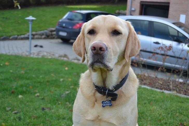 Labrador retriever Zacho billede 14