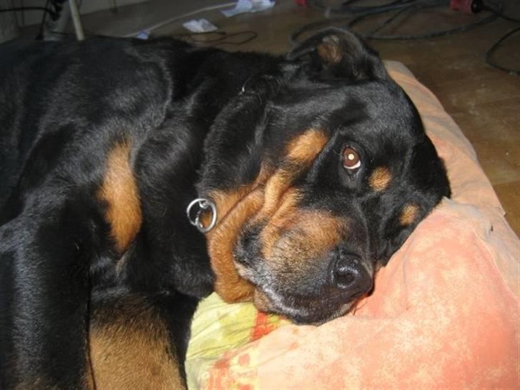 Rottweiler boris billede 6