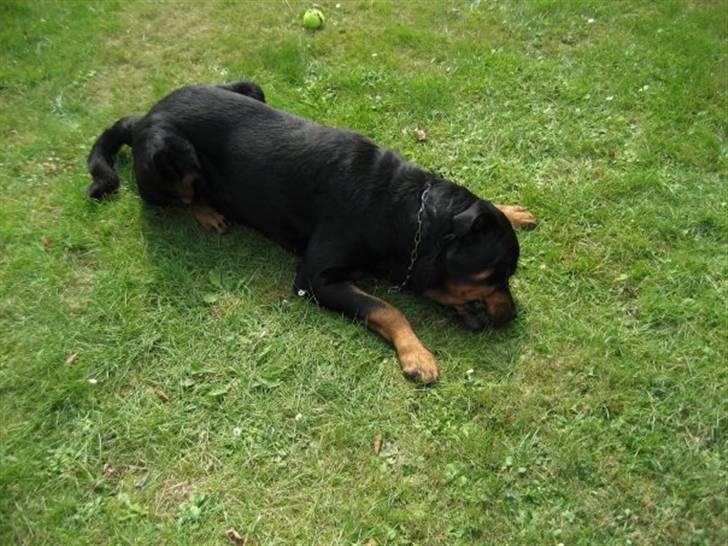 Rottweiler boris billede 7