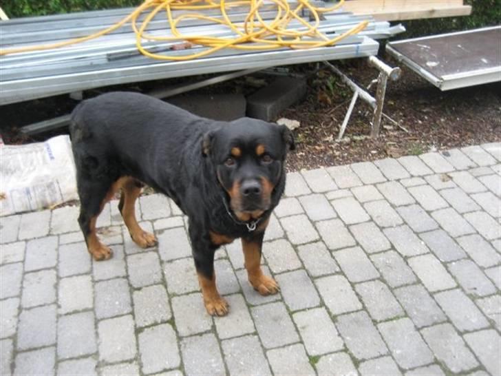 Rottweiler boris billede 8