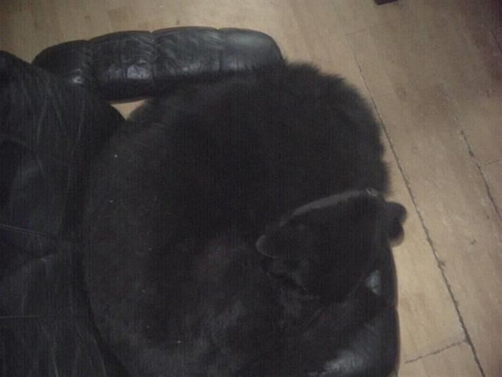 Blanding af racer lyster billede 7