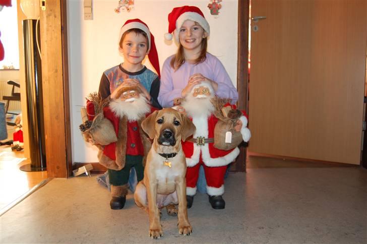 Blanding af racer Tyson - Julekort 2010 som jeg selv har taget med mine dejlige søskende :) billede 1