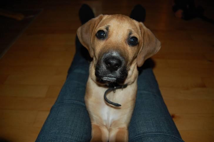 Blanding af racer Tyson billede 2