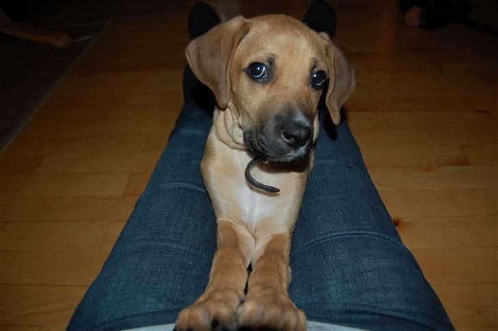 Blanding af racer Tyson billede 3