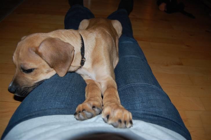 Blanding af racer Tyson billede 4