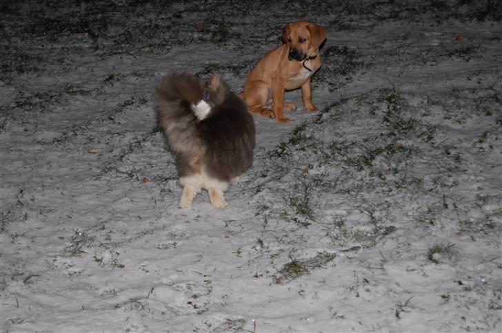 Blanding af racer Tyson - Tyson og Mittemand var lige ude sammen og ordne hva der nu skulle ordnes udenfor ;) billede 5