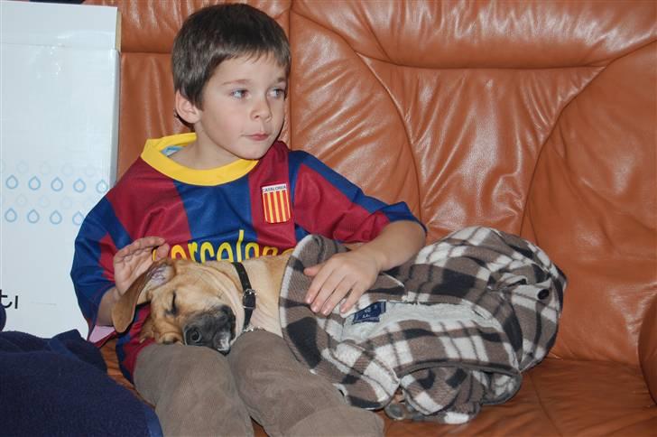 Blanding af racer Tyson billede 6