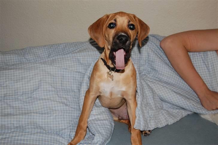 Blanding af racer Tyson - Gaab, nu vil jeg putte... billede 7