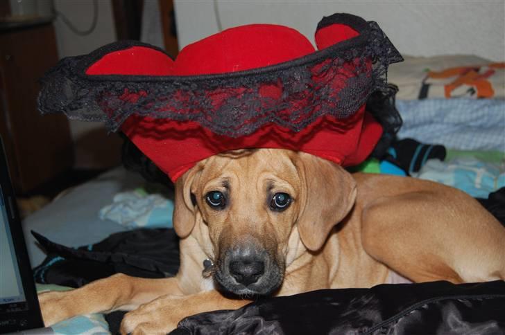 Blanding af racer Tyson - Tyson prøvede lige mors nytårshat :D billede 8