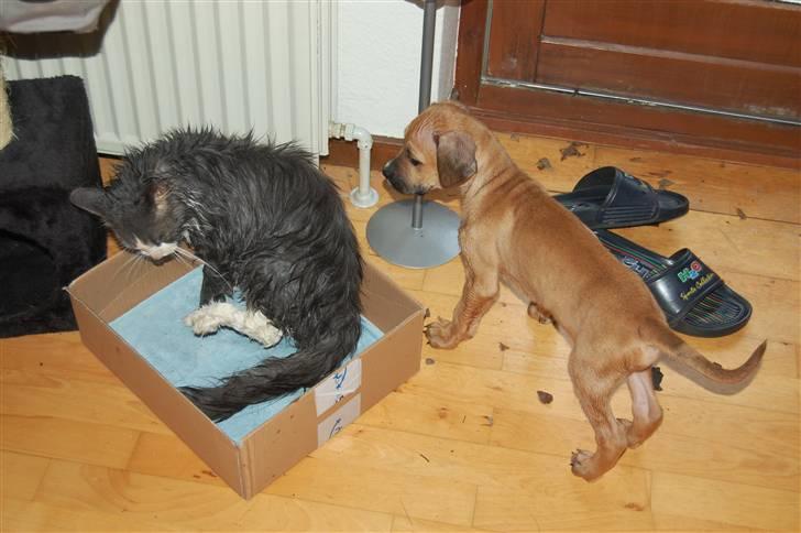 Blanding af racer Tyson - Nyvasket Tyson og Mittemand hi hi ;) billede 10