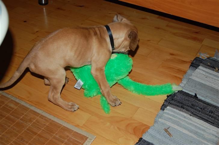 Blanding af racer Tyson - Verdens bedste legetøj aben, rigtig go tøjbamse ;) billede 11