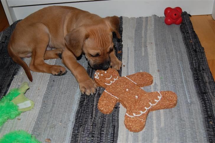 Blanding af racer Tyson billede 12