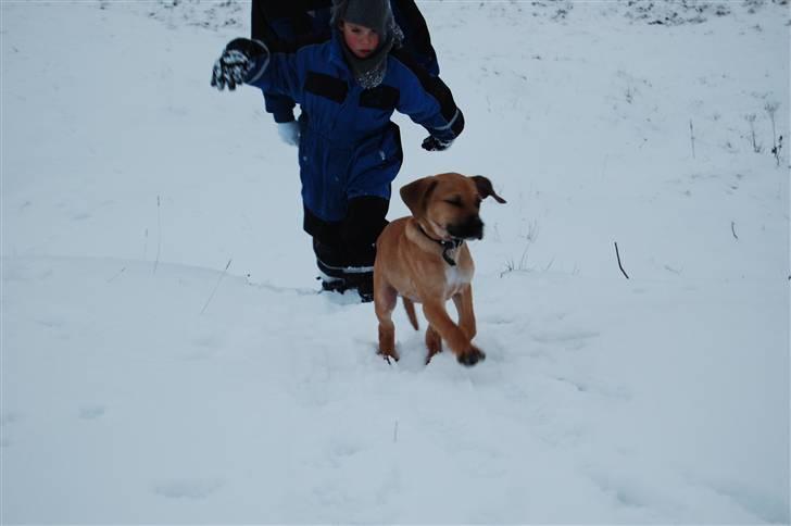 Blanding af racer Tyson billede 14