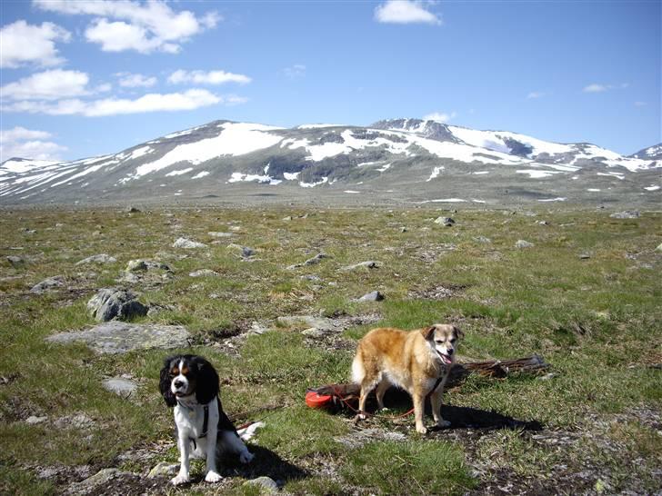 Blanding af racer Coccie R:I:P - Coccie og Fægge i Norge billede 9