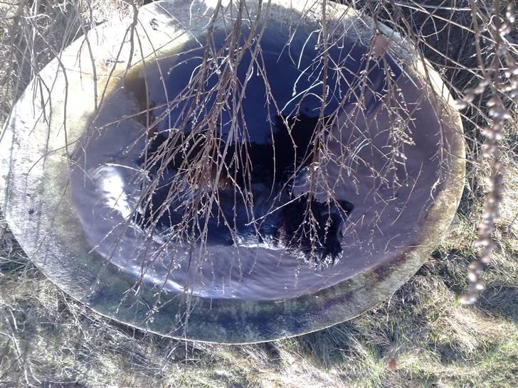 Cocker spaniel havredals Asterix  - mor elsker når jeg sopper billede 6