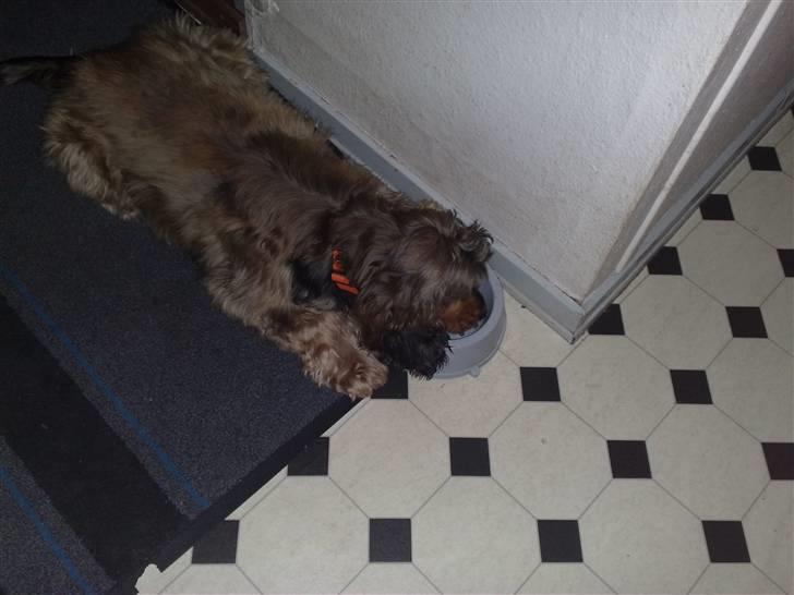 Cocker spaniel havredals Asterix  - hvorfor stå op og spise når man kan ligge ned... billede 7