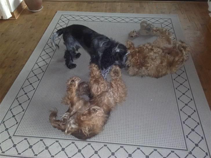 Cocker spaniel havredals Asterix  - ren leg i stuen billede 8