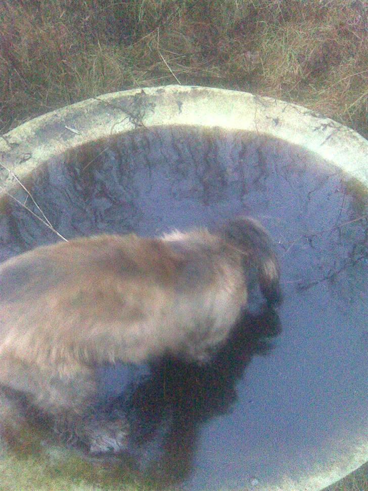 Cocker spaniel havredals Asterix  - og Bamse sopper også... billede 9