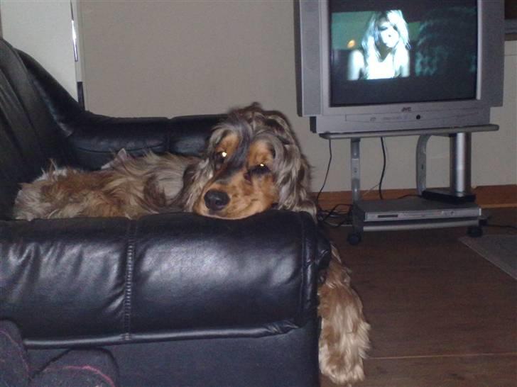 Cocker spaniel havredals Asterix  - er lidt træt i dag billede 10