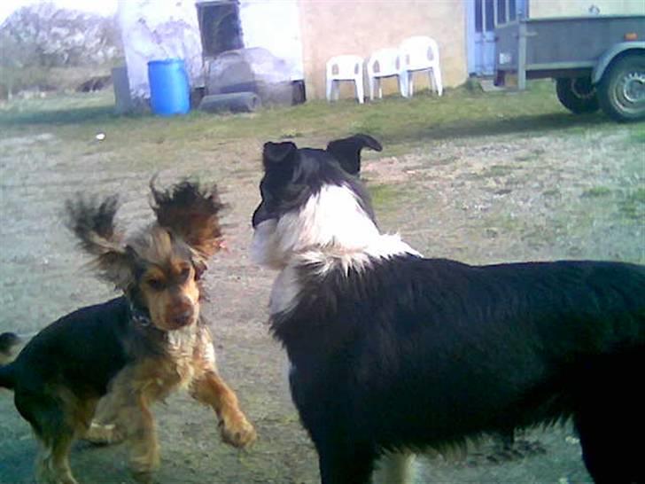 Cocker spaniel havredals Asterix  - såååå glad når legekammarat kommer på besøg billede 11