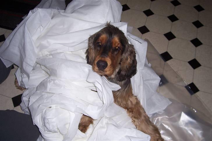 Cocker spaniel havredals Asterix  - troede det var et godt gemmested.. billede 12
