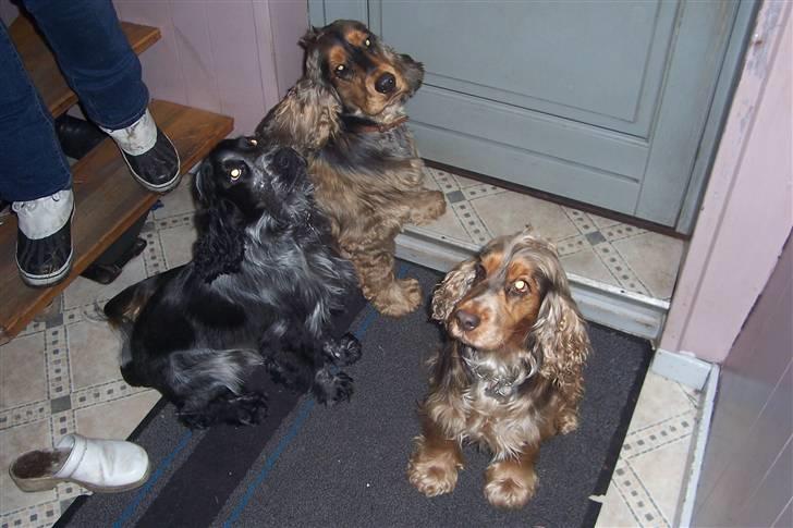 Cocker spaniel havredals Asterix  - kom nu moar... vi sidder da pænt nu.. billede 13