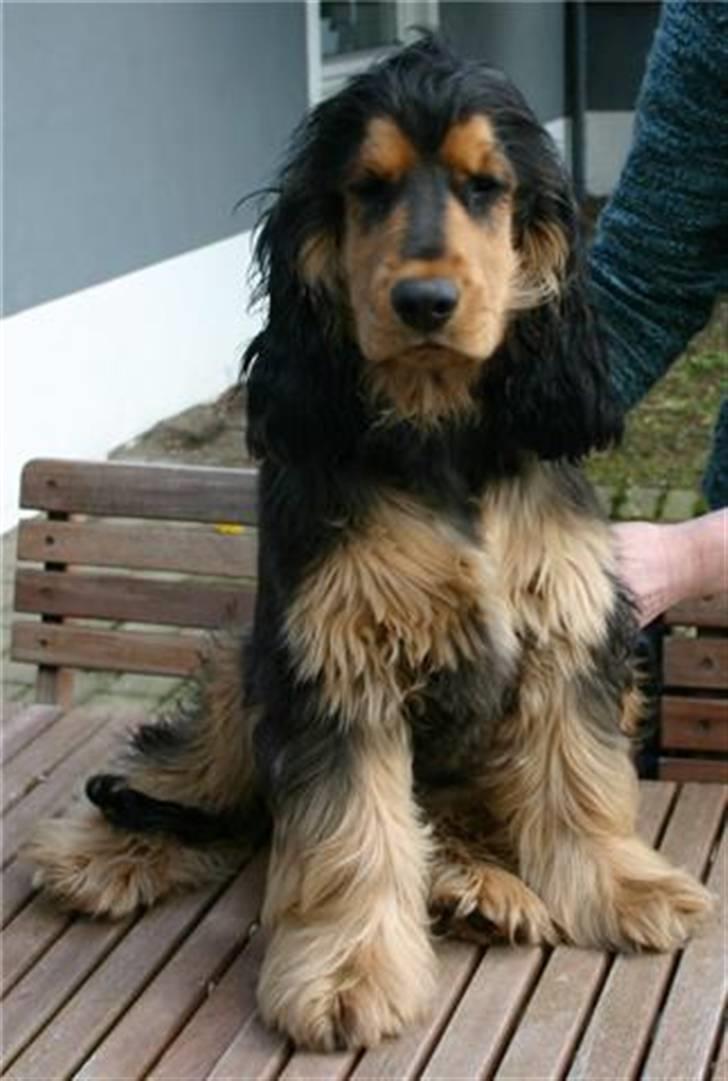 Cocker spaniel havredals Asterix  - så smuk som ung... Bamse billede 14