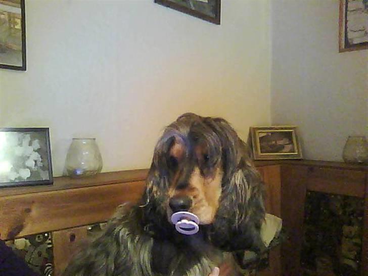 Cocker spaniel havredals Asterix  - bamse hvor han helst vil sidde hvis han kunne bestemme... billede 15