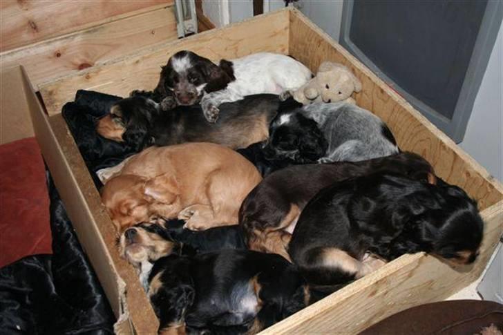 Cocker spaniel havredals Asterix  - 7 forskellige farver næsten... utroligt ikke... billede 16