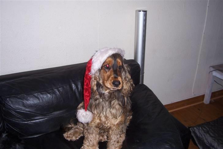 Cocker spaniel havredals Asterix  - ski... hue... billede 17