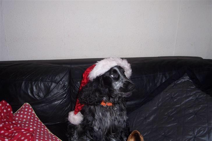 Cocker spaniel havredals Asterix  - så tag nu det billede der så jeg kan få min godbid... billede 18