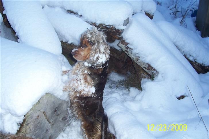 Cocker spaniel havredals Asterix  - moar så du hvor musen blev af... billede 19