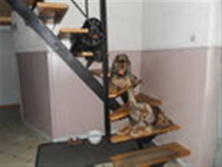 Cocker spaniel havredals Asterix  - hundevagt på trappen... billede 20