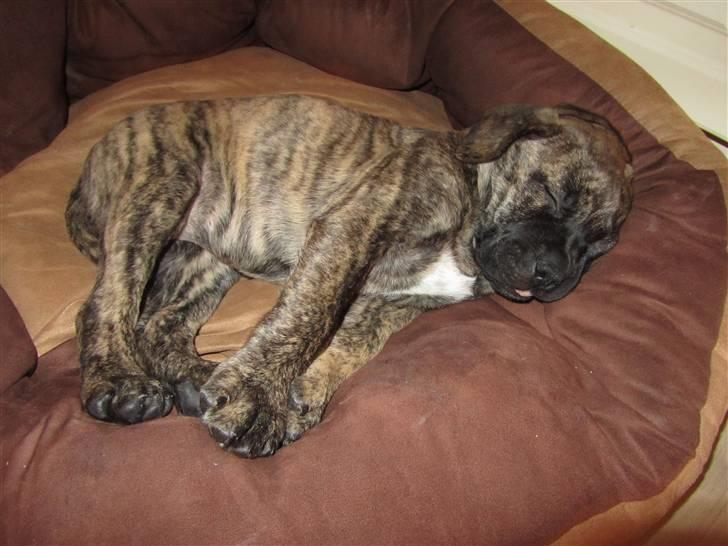 Bullmastiff Karla billede 15