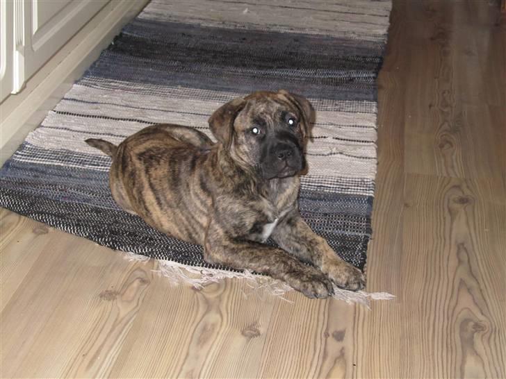 Bullmastiff Karla billede 16